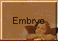 Embryo