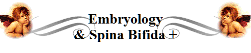 Embryology
& Spina Bifida +
