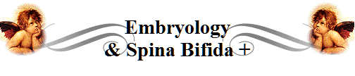 Embryology
& Spina Bifida +