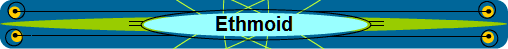 Ethmoid