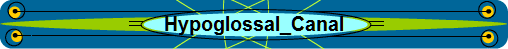 Hypoglossal_Canal