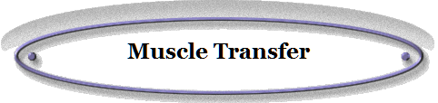 Muscle Transfer