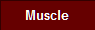 Muscle