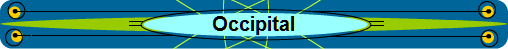 Occipital