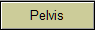 Pelvis