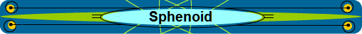 Sphenoid