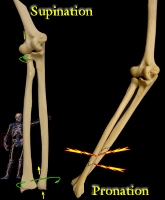 Radial Bone