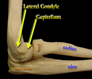 Humerus