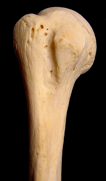 Humerus