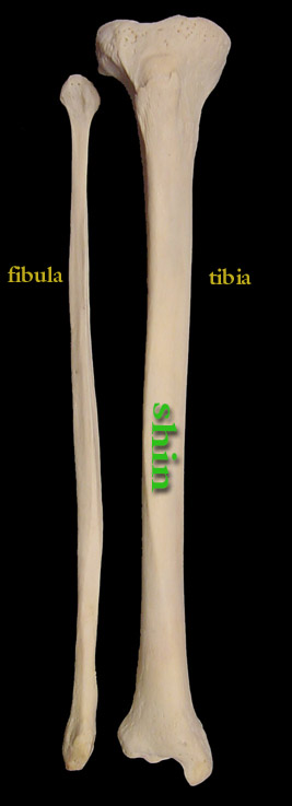 Real Tibia] Pictures?