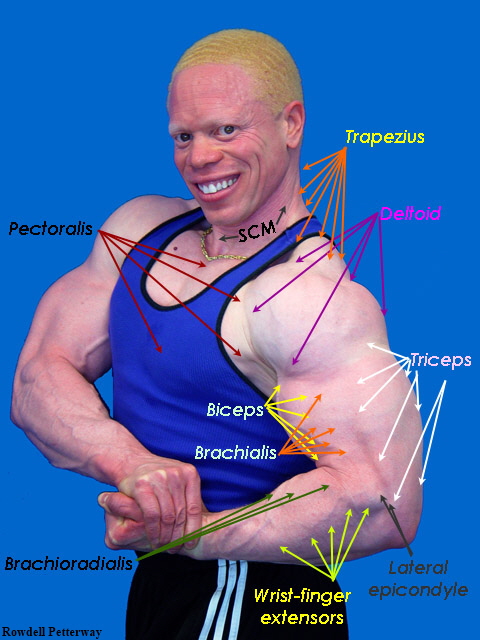 Anatomy