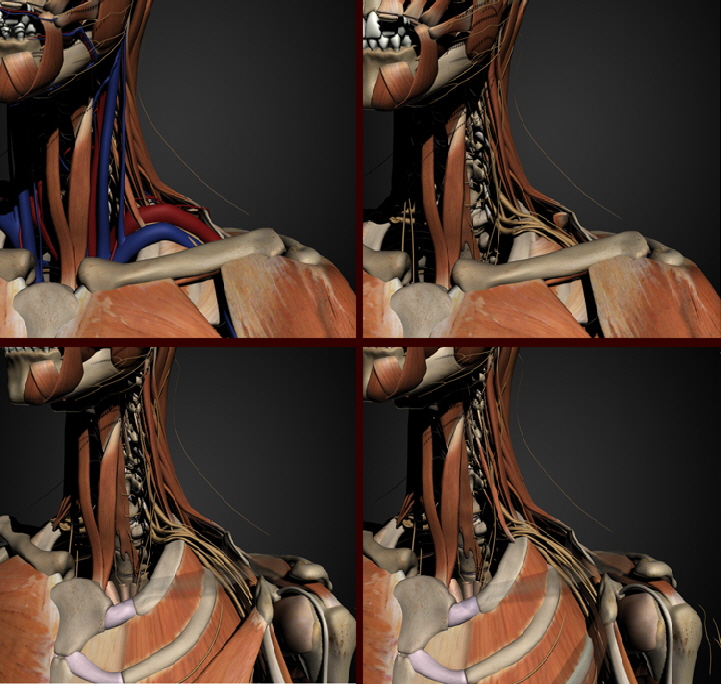 Brachial plexus