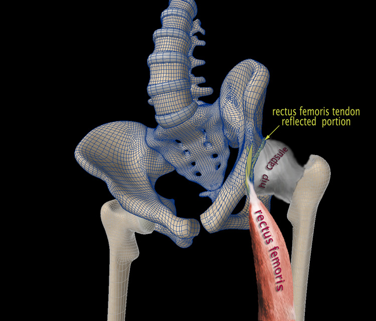 RF-CapsuleContour