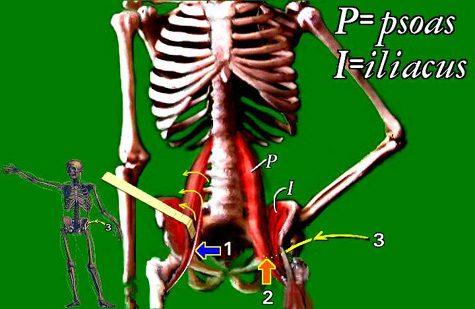 psoas muscle simulacrum