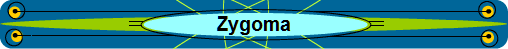 Zygoma